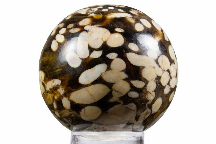 Polished Petrified Peanut Wood Sphere - Australia #341918